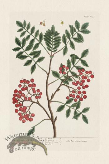 BEE 173 The Common Service Tree